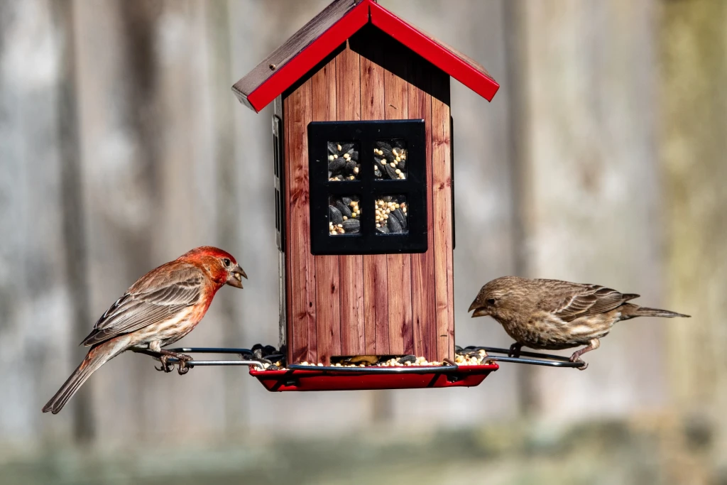 Mangiatoia per uccelli